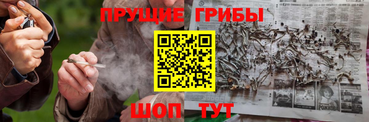 Галлюциногенные грибы Psilocybine cubensis Гудермес